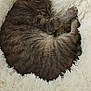 Hawaï participe au concours pour gagner de l'argent avec cette photo : cat, tabby, sleeping, cozy, pet_bed, fluffy, fur, animal, resting, indoor, cute, relaxed, paw, feline, domestic_cat, soft, comfort, bed, curled_up, cute_pet