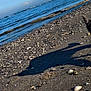 Hawaï participe au concours pour gagner de l'argent avec cette photo : cat, tabby_cat, beach, ocean, waves, sand, pebbles, shadow, sunlight, outdoor, animal, pet, walking, nature, shoreline, daytime, curious, feline, coast, water