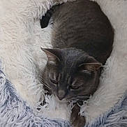 Hawaï participe au concours pour gagner de l'argent avec cette photo : cat, tabby_cat, pet_bed, fluffy, cozy, indoor, feline, resting, curled_up, gray_cat, fur, whiskers, animal, cute, soft, relaxed, domestic_cat, sleeping_area, comfort, closeup