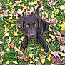 Aïvy participe au concours pour gagner de l'argent avec cette photo : dog, puppy, chocolate_labrador, grass, autumn_leaves, fall, outdoor, pet, animal, cute, young_dog, nature, leaf_litter, brown_fur, canine, looking_up, sitting, adorable, eyes, snout