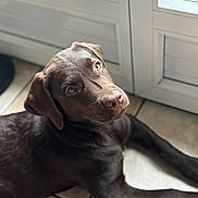 Aïvy a rejoint le concours — aidez-le/la à gagner de superbes lots ! dog, puppy, chocolate_labrador, tile_floor, window, natural_light, indoor, pet, animal, fur, cute, lying_down, looking_up, brown, ears, eyes, nose, whiskers, floor, relaxed