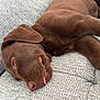 Aïvy participe au concours pour gagner de l'argent avec cette photo : puppy, dog, sleeping, brown, tongue, couch, furniture, nap, pet, closeup, fur, cute, domestic_animal, relaxation, indoor, cozy, animal, mammal, resting, canine