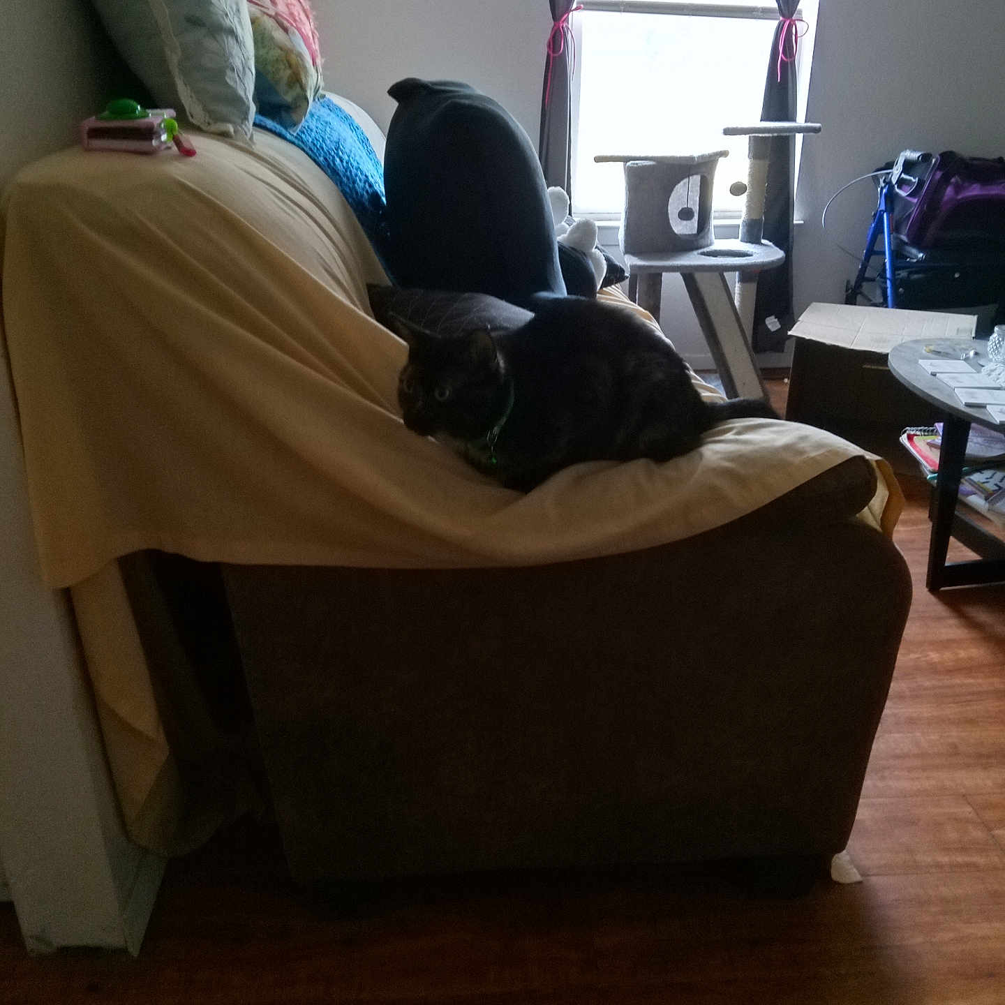 Vanna joined the competition — help win amazing prizes! accessories, animal, architecture, armchair, bag, bed, building, cat, chair, couch, furniture, handbag, hardwood, homedecor, indoors, interiordesign, livingroom, pet, room, wood