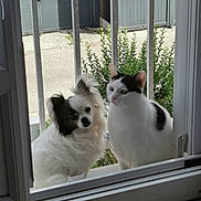 Unfini Et Poky participe au concours pour gagner de l'argent avec cette photo : dog, cat, window, metal_bars, greenery, outdoor, pet, curious, white, black, fur, animal, companion, looking, daylight, home, doorframe, nature, domestic, friendship