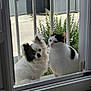 dog, cat, window, metal_bars, greenery, outdoor, pet, curious, white, black, fur, animal, companion, looking, daylight, home, doorframe, nature, domestic, friendship