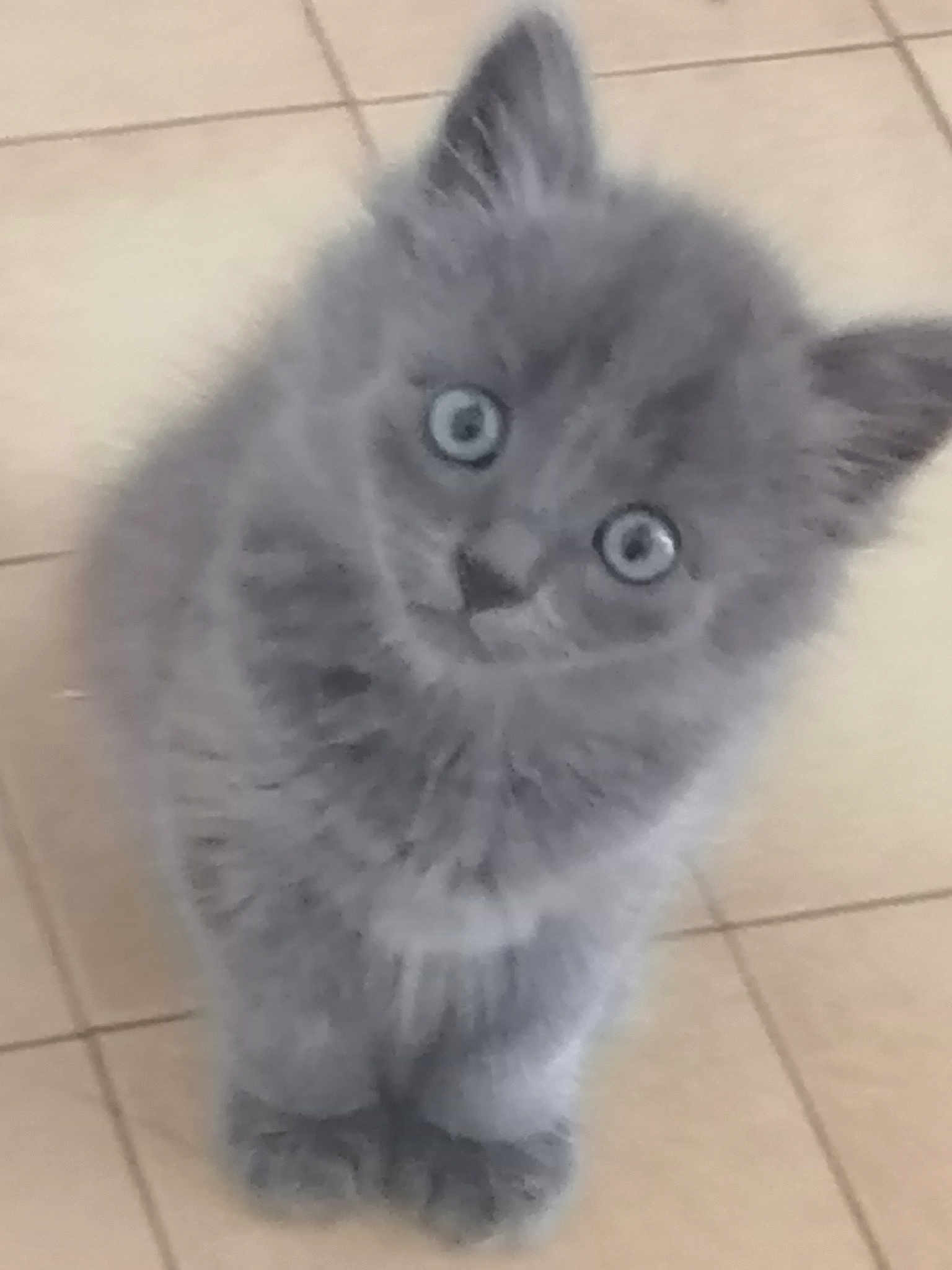 Angelo