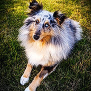 Esmée a rejoint le concours — aidez-le/la à gagner de superbes lots ! dog, animal, pet, grass, outdoor, fur, blue_eye, brown_eye, heterochromia, fluffy, cute, sitting, canine, nature, portrait, looking_up, ears, paws, muzzle, friendly