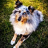 animal, blue_eye, brown_eye, canine, cute, dog, ears, fluffy, friendly, fur, grass, heterochromia, looking_up, muzzle, nature, outdoor, paws, pet, portrait, sitting