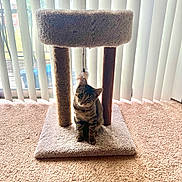 Arlo is registered to the contest to win money with this photo: cat, tabby, cat_tree, feather_toy, vertical_blinds, carpet, indoor, pet, feline, curious, playful, window, sunlight, home, cozy, cute, animal, domestic_cat, sitting, furniture