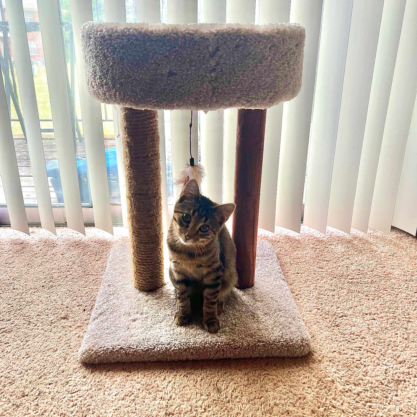 Arlo is registered to the contest to win money with this photo: cat, tabby, cat_tree, feather_toy, vertical_blinds, carpet, indoor, pet, feline, curious, playful, window, sunlight, home, cozy, cute, animal, domestic_cat, sitting, furniture