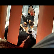 Cookie is registered to the contest to win money with this photo: dog, pet, indoor, curtains, sunlight, blinds, brown_eyes, black_fur, tan_fur, white_markings, carpet, window, reflection, closeup, ears_up, resting, looking, cute, animal, companion