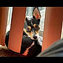 dog, pet, indoor, curtains, sunlight, blinds, brown_eyes, black_fur, tan_fur, white_markings, carpet, window, reflection, closeup, ears_up, resting, looking, cute, animal, companion