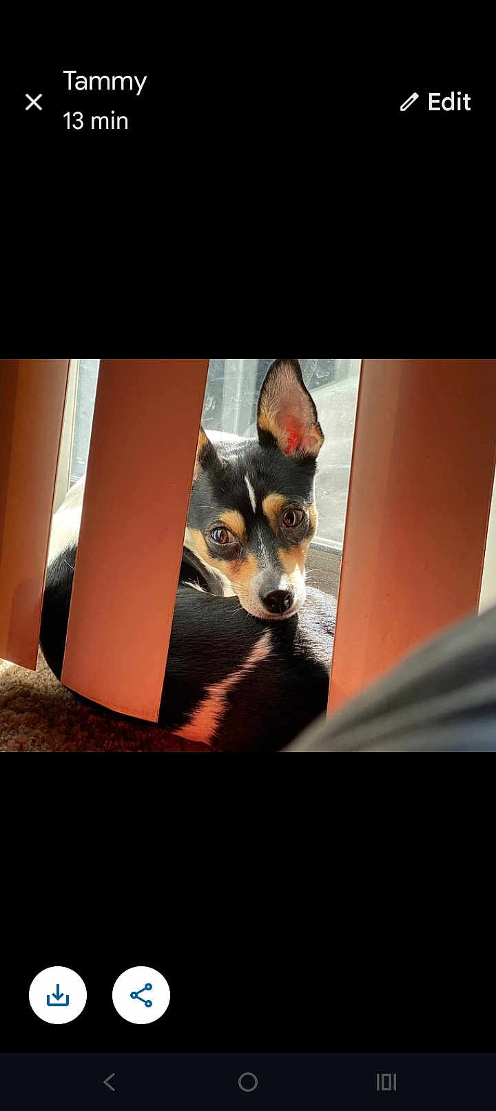 Cookie is registered to the contest to win money with this photo: dog, pet, indoor, curtains, sunlight, blinds, brown_eyes, black_fur, tan_fur, white_markings, carpet, window, reflection, closeup, ears_up, resting, looking, cute, animal, companion