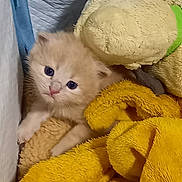 Simba participe au concours pour gagner de l'argent avec cette photo : abyssinian, angora, animal, blanket, cat, homedecor, kitten, linen, manx, pet, plush, quilt, siamese, towel, toy