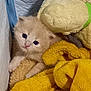 abyssinian, angora, animal, blanket, cat, homedecor, kitten, linen, manx, pet, plush, quilt, siamese, towel, toy