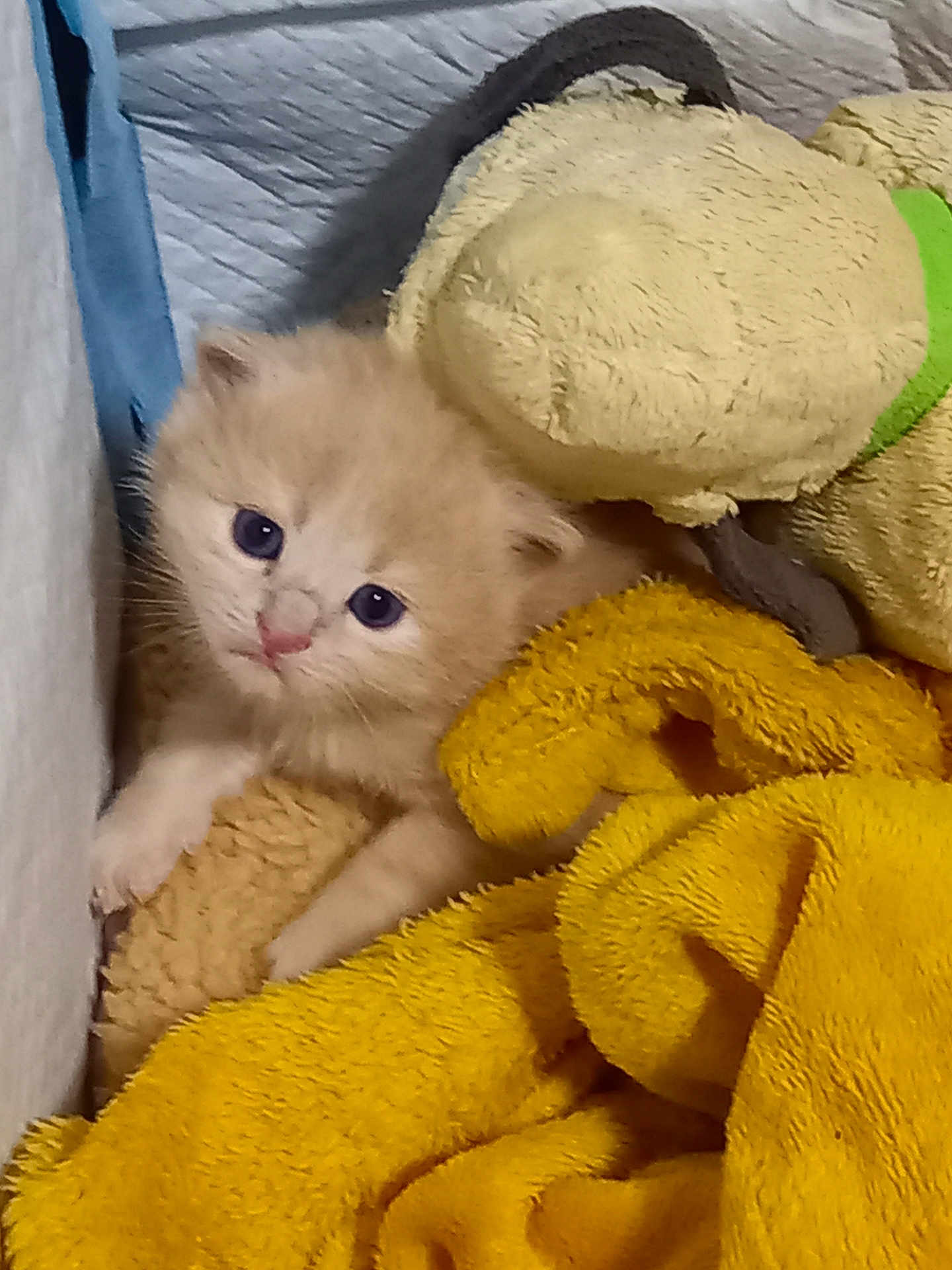 Simba