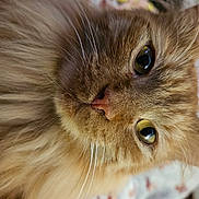 Ezra is registered to the contest to win money with this photo: animal, blanket, cat, close_up, cozy, curious, cute, domestic_cat, feline, fluffy, fur, green_eyes, indoor, lying_down, orange_cat, pet, portrait, relaxed, soft_fur, whiskers