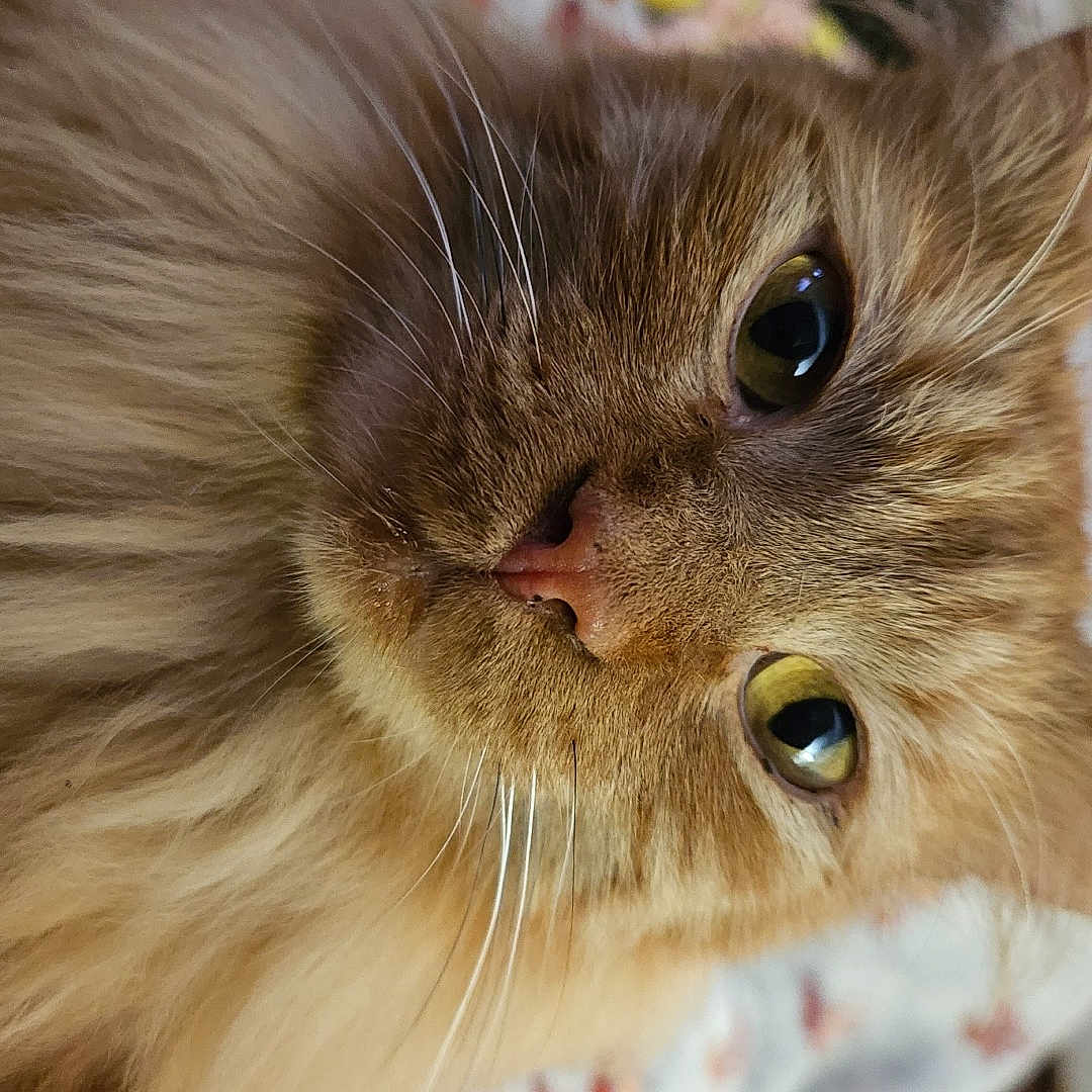 Ezra is registered to the contest to win money with this photo: animal, blanket, cat, close_up, cozy, curious, cute, domestic_cat, feline, fluffy, fur, green_eyes, indoor, lying_down, orange_cat, pet, portrait, relaxed, soft_fur, whiskers