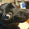 Luna is registered to the contest to win money with this photo: animal, black_dog, canine, close_up, companion, curious, cute, dog, domestic_animal, eyes, face, friendly, fur, indoor, looking, muzzle, pet, portrait, snout, whiskers