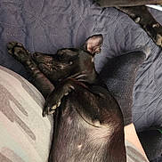 Luna is registered to the contest to win money with this photo: animal, bedspread, black_dog, clothing, comfort, companion, cozy, dog, fur, indoor, lap, paw, person, pet, quilted, relaxed, resting, sleeping, sock, striped