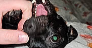 Luna joined the competition — help win amazing prizes! affection, animal, bite, black_dog, blanket, canine, closeup, cute, dog, domestic_animal, fur, hand, indoor, lying_down, mischievous, paw, person_hand, pet, playful, teeth