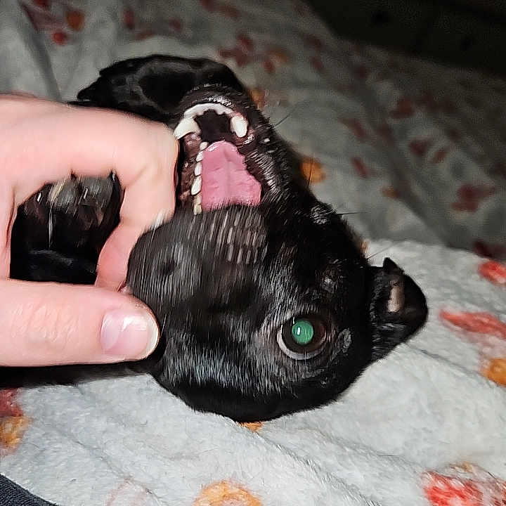 Luna
