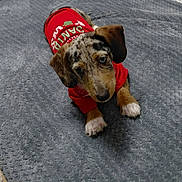 Callie is registered to the contest to win money with this photo: dog, puppy, dachshund, speckled, red_sweater, pet, cute, lying_down, blanket, indoor, curious, animal, fur, ears, paws, looking_up, small_dog, domestic_animal, cozy, texture