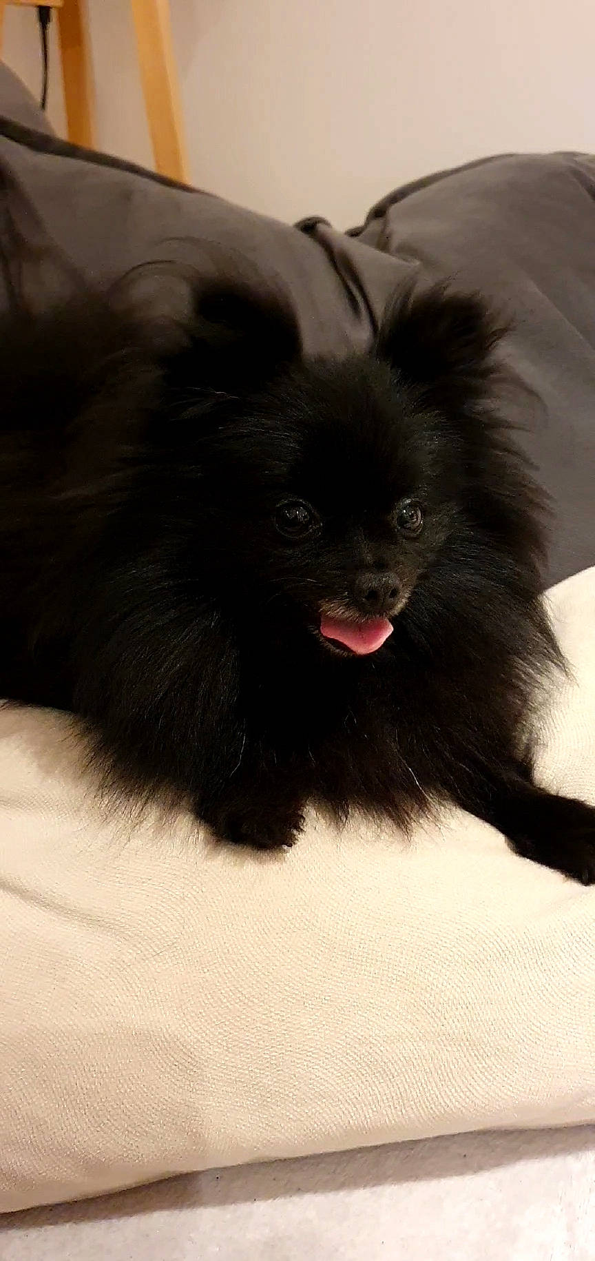 Loly a rejoint le concours — aidez-le/la à gagner de superbes lots ! companion_dog, dog_breed, foot, fur, paw, primate, terrestrial_animal