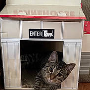 Michi is registered to the contest to win money with this photo: cat, tabby_cat, cardboard_box, indoor, pet, animal, curious, wide_eyes, paws, floor, wooden_floor, sign, text, warehouse, enter, cute, cozy, playful, house, feline