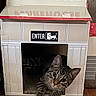 cat, tabby_cat, cardboard_box, indoor, pet, animal, curious, wide_eyes, paws, floor, wooden_floor, sign, text, warehouse, enter, cute, cozy, playful, house, feline