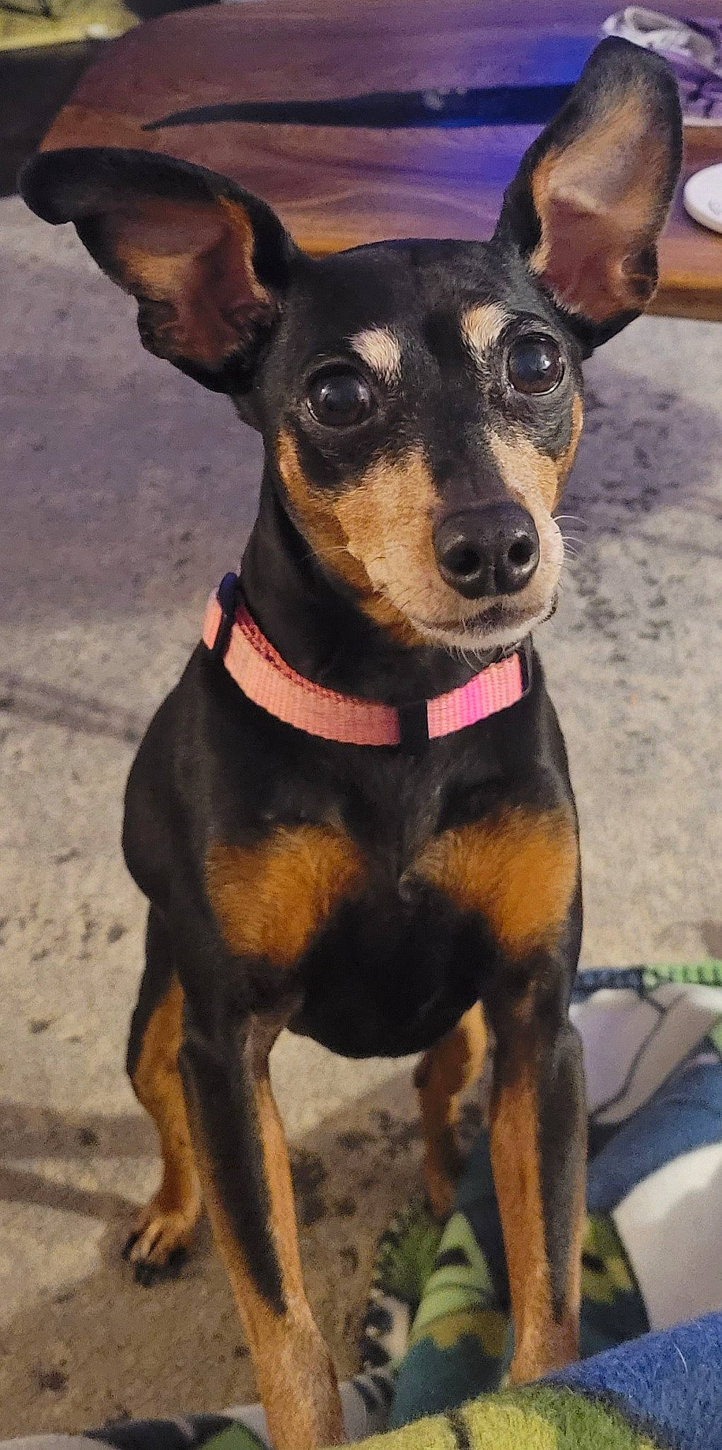 Zoe joined the competition — help win amazing prizes! ancient_dog_breeds, canidae, carnivore, collar, companion_dog, dog, dog_breed, dog_collar, fashion_accessory, fawn, guard_dog, pinscher, prazsky_krysarik, russkiy_toy, snout, sporting_group, toy_dog, whiskers, working_animal, working_dog