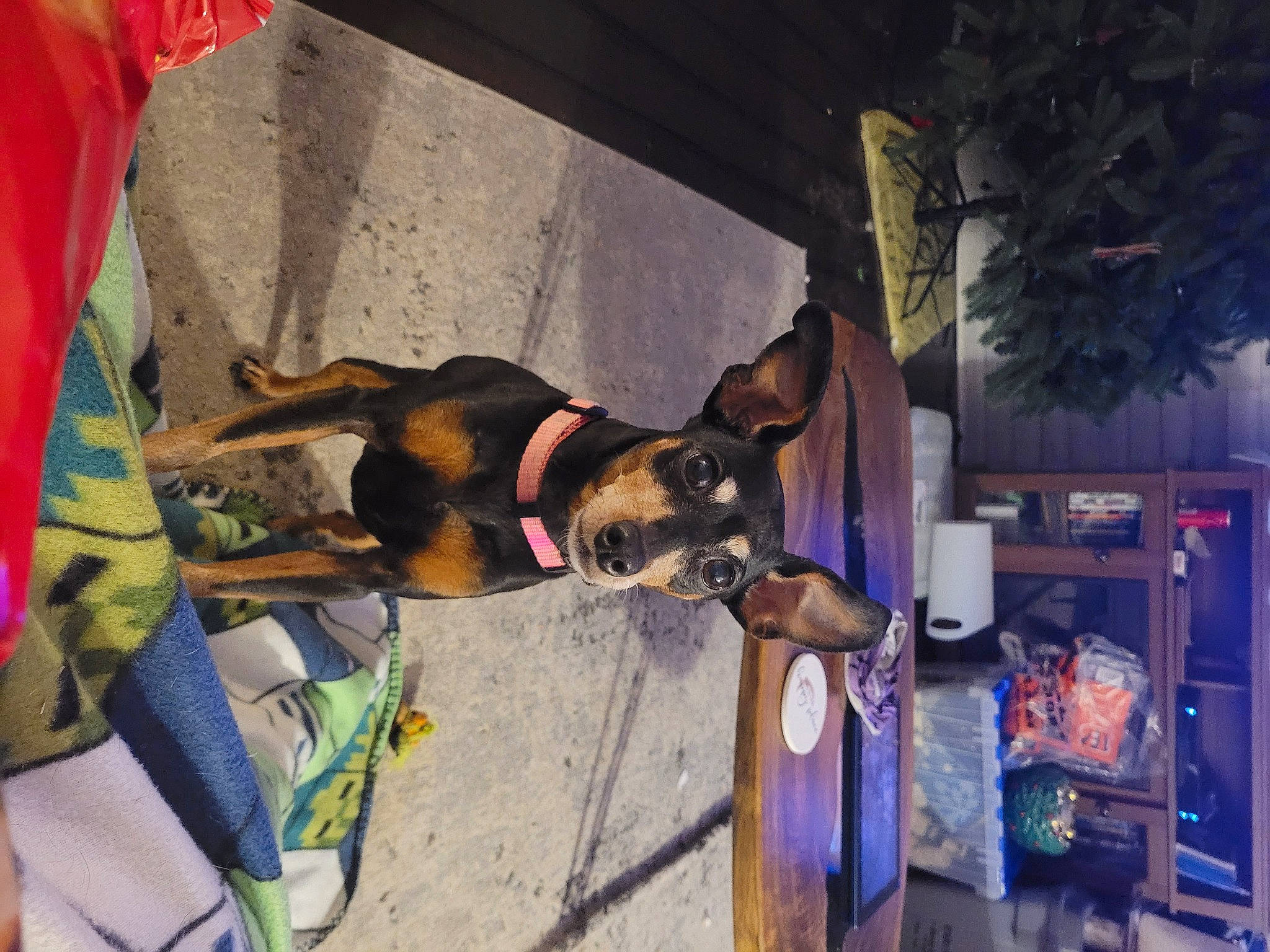 Zoe joined the competition — help win amazing prizes! canidae, carnivore, collar, companion_dog, dog, dog_breed, dog_supply, door, fawn, fun, leash, pet_supply, snout, sporting_group, working_animal, working_dog