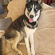 Rosko a rejoint le concours — aidez-le/la à gagner de superbes lots ! dog, husky, blue_eyes, pet, canine, animal, tongue_out, sitting, indoors, blanket, fur, ears, tail, comfortable, cozy, resting, cute, companion, house, portrait