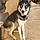 Rosko