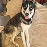 dog, husky, blue_eyes, pet, canine, animal, tongue_out, sitting, indoors, blanket, fur, ears, tail, comfortable, cozy, resting, cute, companion, house, portrait