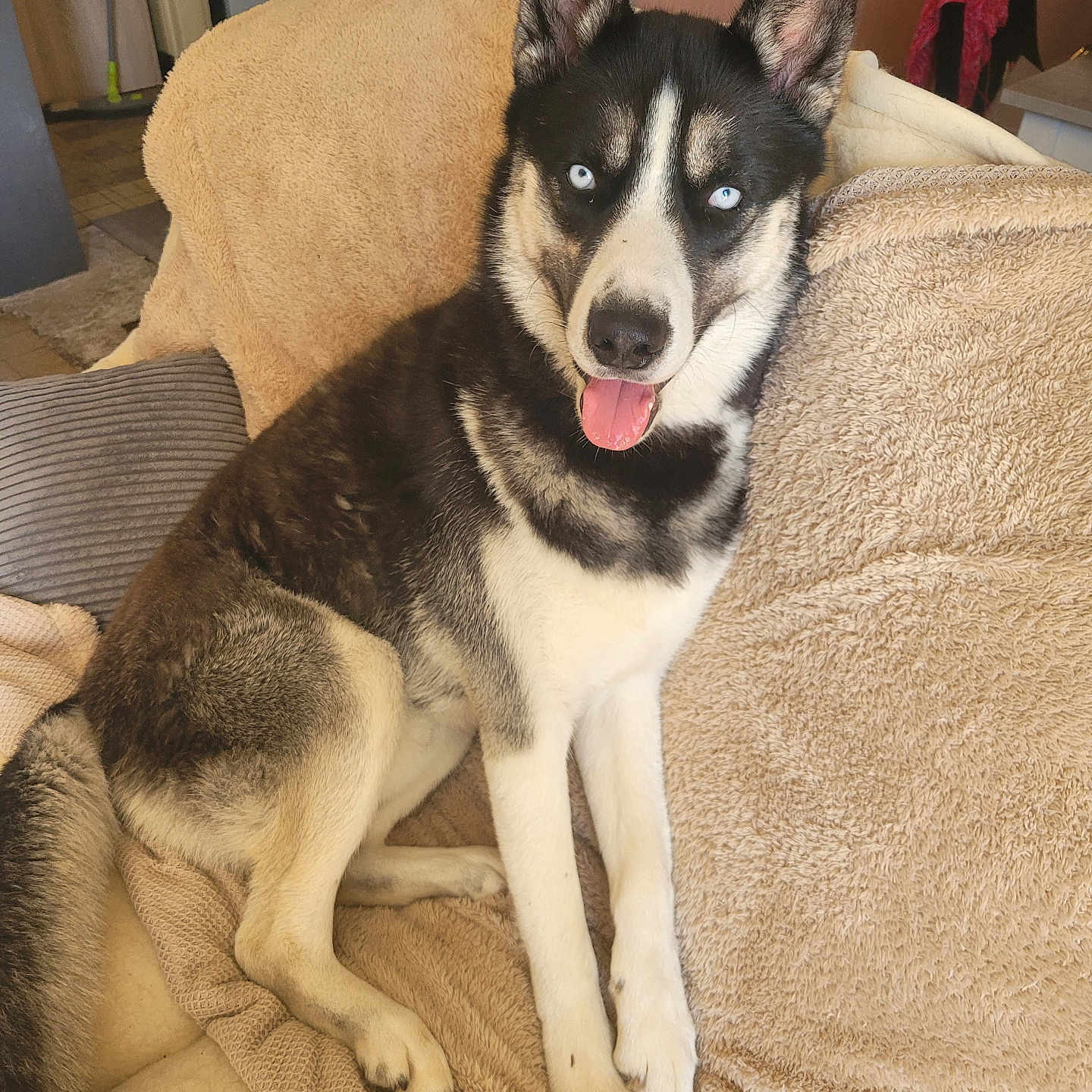 Rosko a rejoint le concours — aidez-le/la à gagner de superbes lots ! dog, husky, blue_eyes, pet, canine, animal, tongue_out, sitting, indoors, blanket, fur, ears, tail, comfortable, cozy, resting, cute, companion, house, portrait