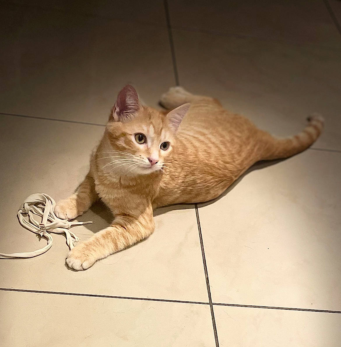 Uno participe au concours pour gagner de l'argent avec cette photo : beige, carnivore, cat, claw, domestic_short_haired_cat, eye, fawn, felidae, flooring, fur, paw, shadow, small_to_medium_sized_cats, snout, tail, terrestrial_animal, whiskers, wood