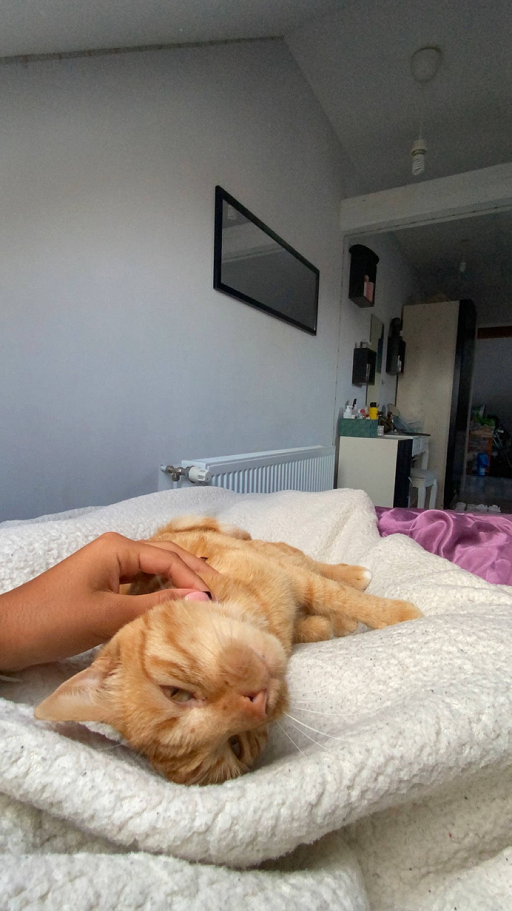 Ron participe au concours pour gagner de l'argent avec cette photo : bed, bed_sheet, bedding, bedroom, carnivore, cat, comfort, companion_dog, fawn, felidae, flooring, fur, furniture, hardwood, linens, mattress, picture_frame, room, small_to_medium_sized_cats, whiskers