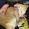 puppy, dog, sleeping, curled_up, person, hand, arm, black_clothing, yellow_text, sweatshirt, brick_wall, indoor, close_up, pet, resting, cute, furry, warm, comfort, lap