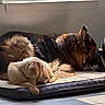 Miller is registered to the contest to win money with this photo: dog, puppy, german_shepherd, golden_retriever, pet_bed, sunlight, indoor, window, floor, resting, companion, animal, fur, shadow, quiet, cozy, relax, domestic, mammal, home