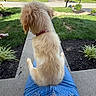Miller joined the competition — help win amazing prizes! dog, puppy, golden_retriever, pet, lap, jeans, person, outdoor, grass, sidewalk, driveway, house, suburban, garden, plants, sunny, daytime, collar, back_view, relaxing