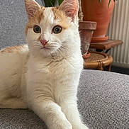 Apple participe au concours pour gagner de l'argent avec cette photo : cat, kitten, orange_and_white, pet, indoor, couch, gray_fabric, plant, potted_plant, furniture, relaxing, cute, animal, whiskers, ears, paw, sitting, domestic, young, curious