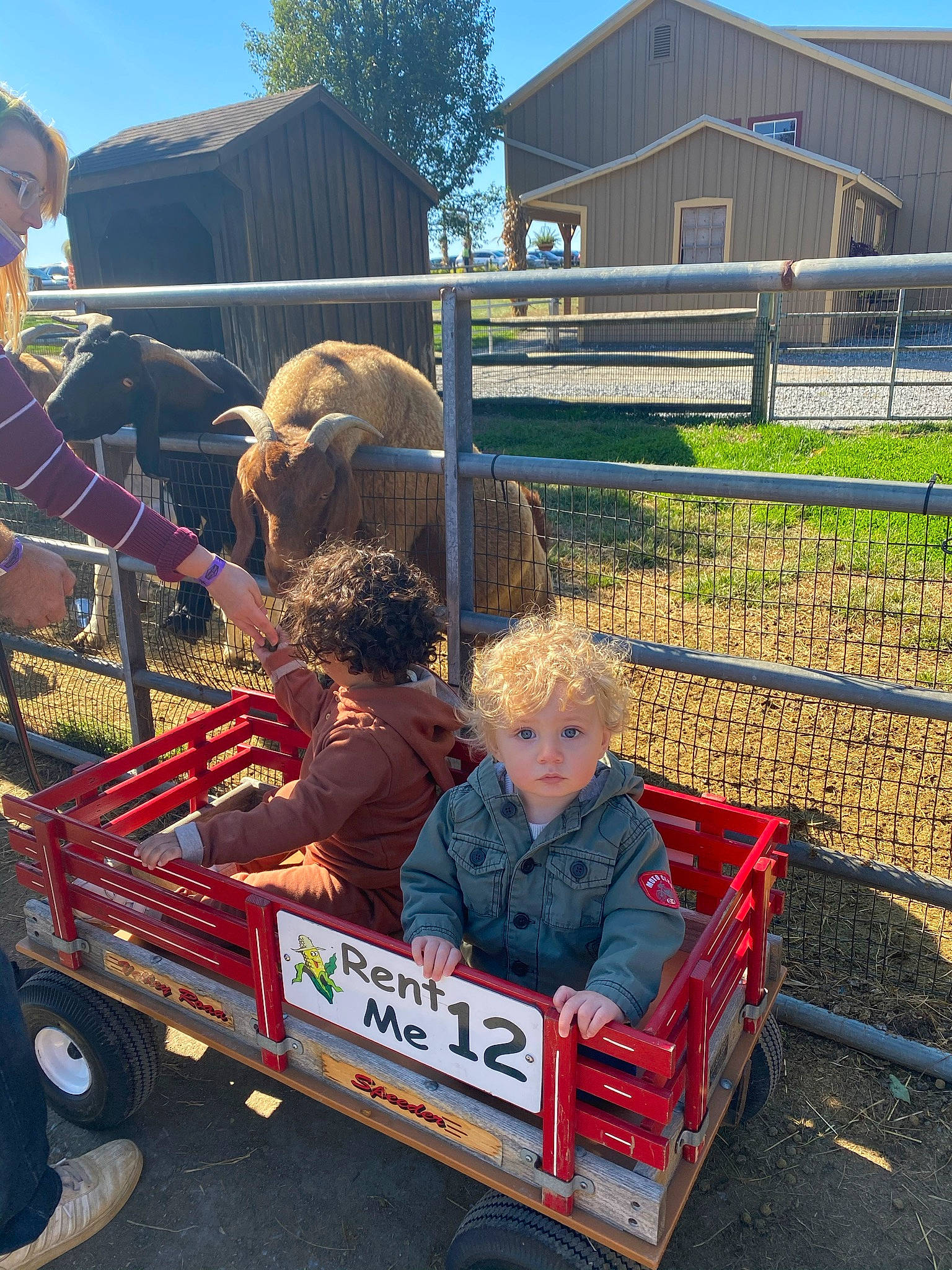 Miles joined the competition — help win amazing prizes! backyard, croft, farm, fence, home_fencing, mesh, pasture, person, ranch, split_rail_fence, wire_fencing, yard