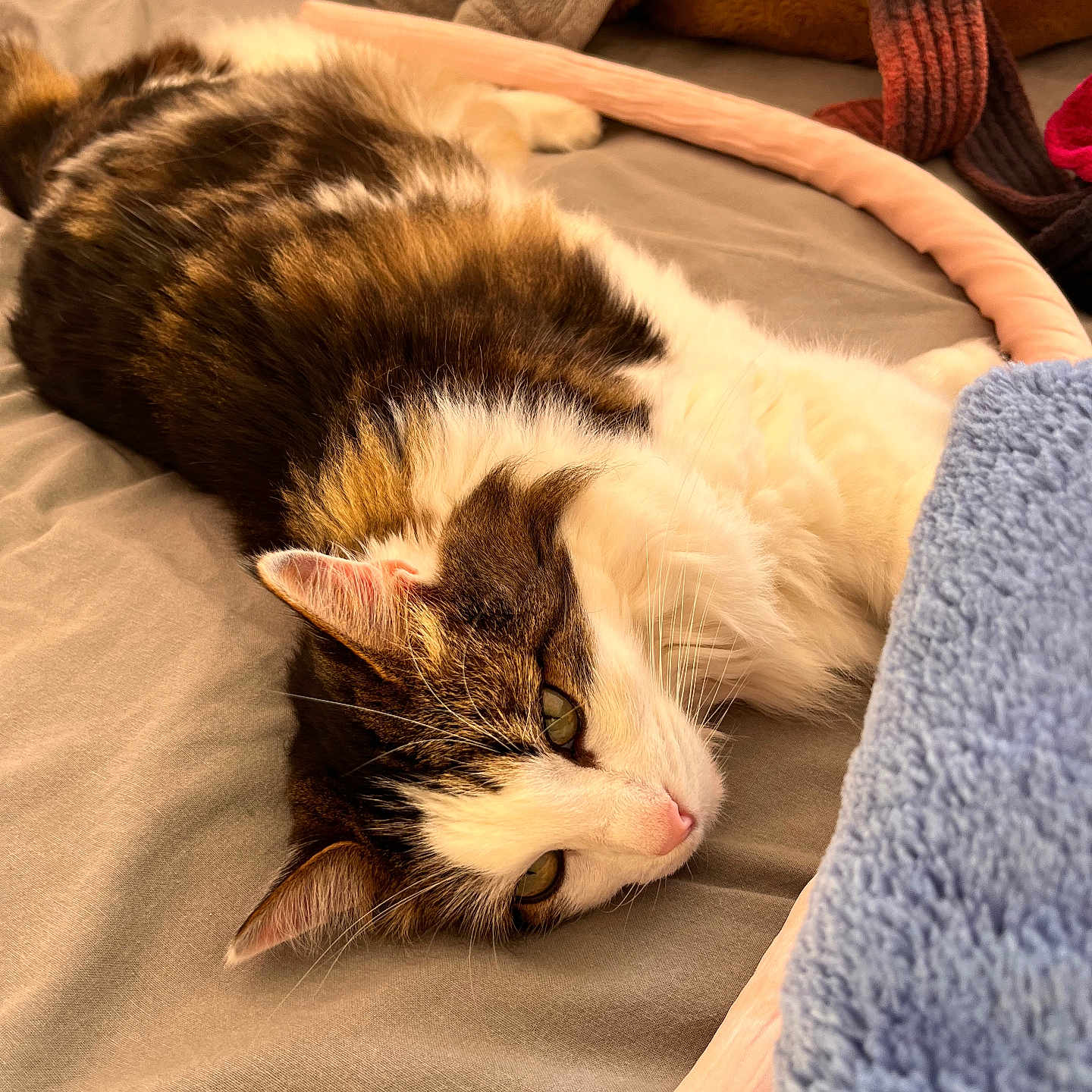 Luna a rejoint le concours — aidez-le/la à gagner de superbes lots ! animal, bed, blanket, cat, comfort, cozy, cute, domestic, ears, feline, fur, indoor, laying, mammal, pet, relaxed, resting, sleepy, soft, whiskers