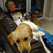 Rosie is registered to the contest to win money with this photo: adult, animal, canine, clothing, couch, dog, door, face, footwear, furniture, head, male, man, pants, person, pet, photography, portrait, puppy, shoe