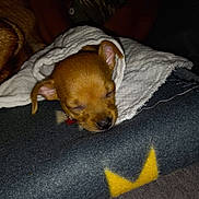 Biggie joined the competition — help win amazing prizes! puppy, dog, sleeping, blanket, cozy, brown, fur, pet, animal, cute, snuggled, soft, warm, resting, indoors, domestic, small, face, ears, nose