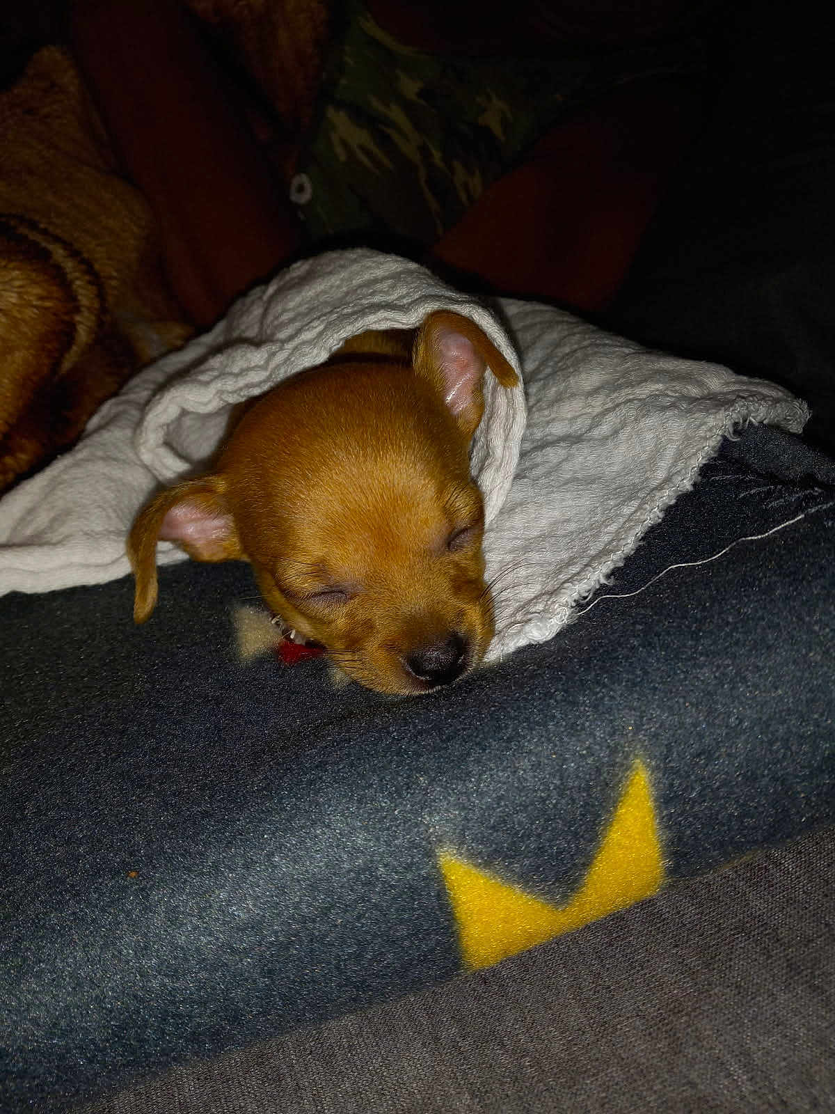 Biggie joined the competition — help win amazing prizes! puppy, dog, sleeping, blanket, cozy, brown, fur, pet, animal, cute, snuggled, soft, warm, resting, indoors, domestic, small, face, ears, nose