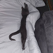 Hermione participe au concours pour gagner de l'argent avec cette photo : animal, bed, cat, couch, cozy, cute, domestic_cat, feline, furniture, gray_cat, indoor, kitten, pet, relaxation, resting, sleeping, soft, stretching, tail, white_comforter