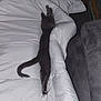animal, bed, cat, couch, cozy, cute, domestic_cat, feline, furniture, gray_cat, indoor, kitten, pet, relaxation, resting, sleeping, soft, stretching, tail, white_comforter
