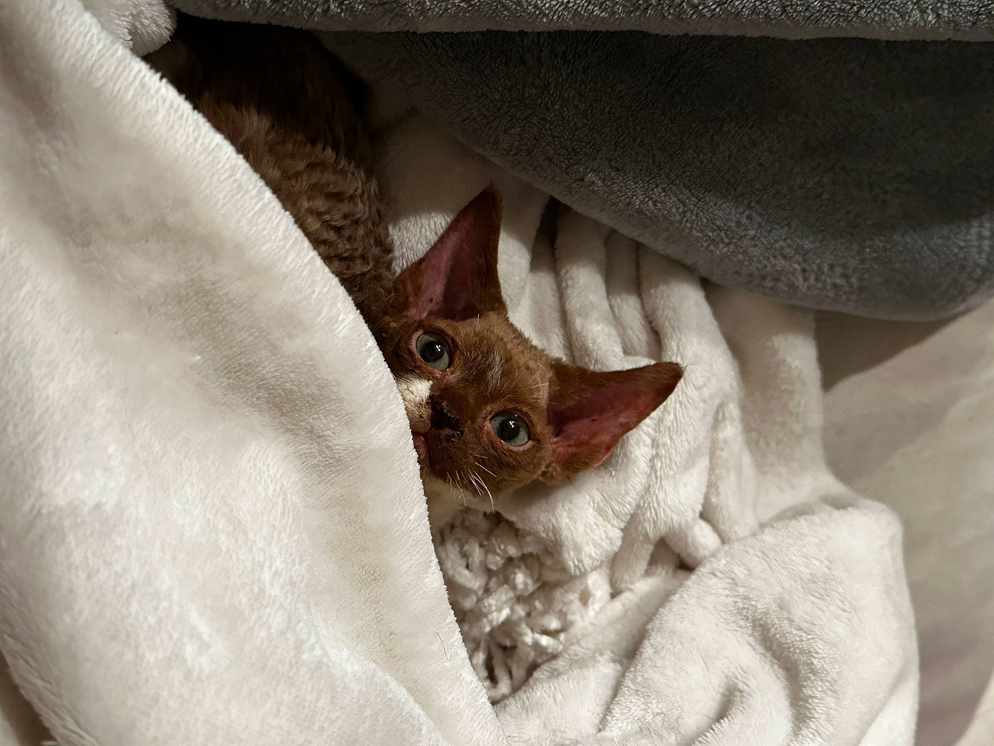 Ducky is registered to the contest to win money with this photo: bedding, comfort, fashion_accessory, fawn, felidae, fur, insect, linens, pattern, polar_fleece, sleeve, stitch, terrestrial_animal, whiskers, wrinkle